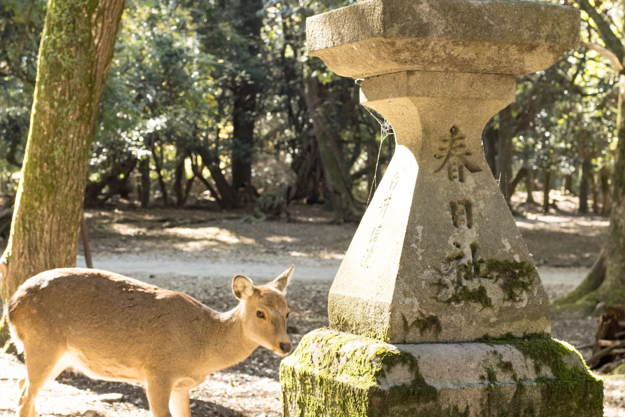 Nara